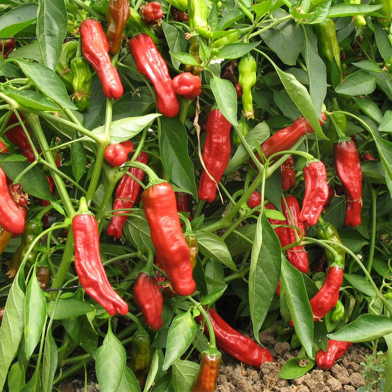 Organic Shishito Pepper Seeds from Grow Organic, vegetable seeds pack with small green pepper illustrations.