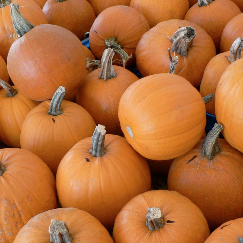 Small organic sugar pumpkin seeds from Grow Organic in a package, ideal for planting vegetable seeds.