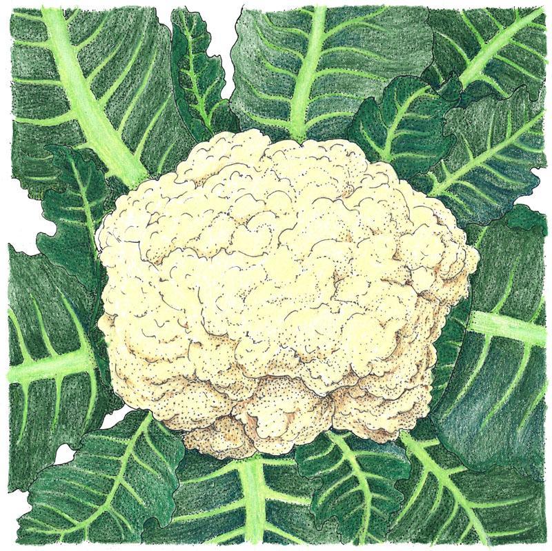 Organic Snowball Cauliflower Seeds from Grow Organic, vegetable seed pack showing seeds for home gardening.