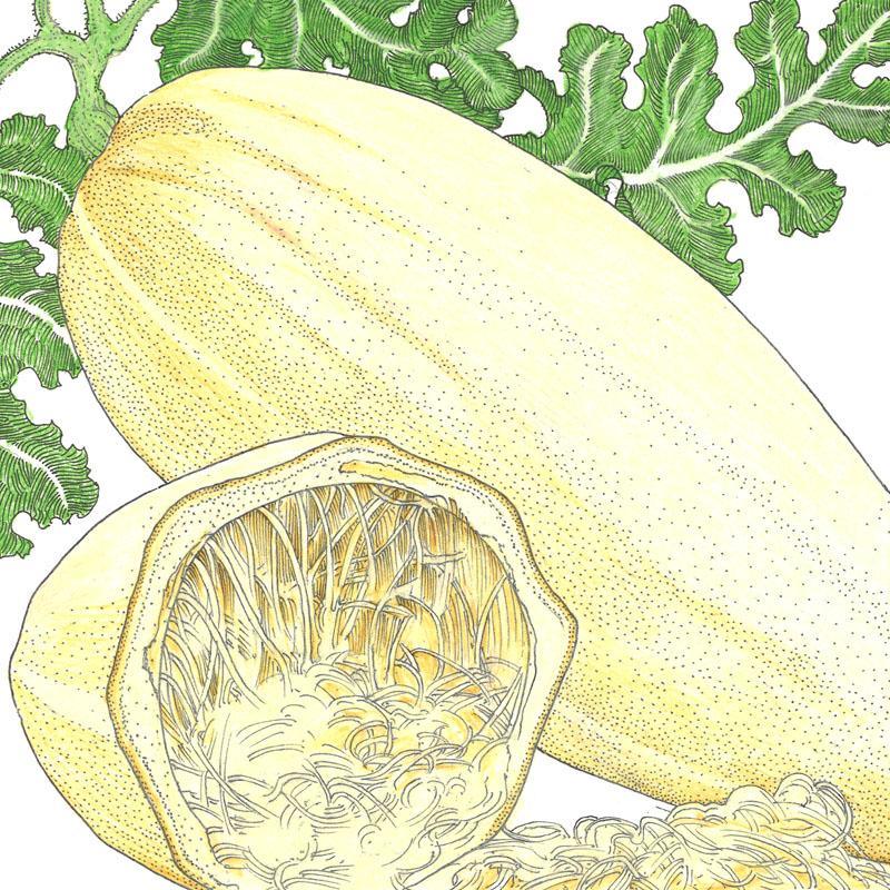 Organic Spaghetti Winter Squash Seeds from Grow Organic, vegetable seed packet showing seeds for planting.