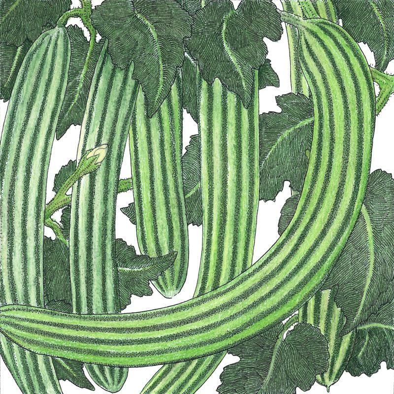 Organic striped cucumber seeds from Grow Organic, showing a seed packet with vibrant striped cucumber illustrations.