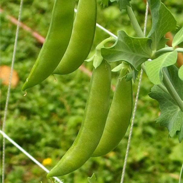 Organic Sugar Daddy pea seeds from Grow Organic, vegetable seeds ideal for planting and growing sweet, tender peas.