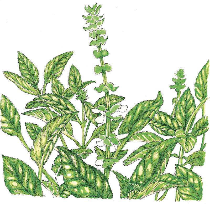 Organic Sweet Basil seeds from Grow Organic, vegetable seed packet showing fresh basil plants and seed details.