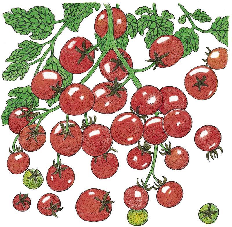 Organic Sweetie Tomato Seeds from Grow Organic, showing a packet of vegetable seeds for home gardening.