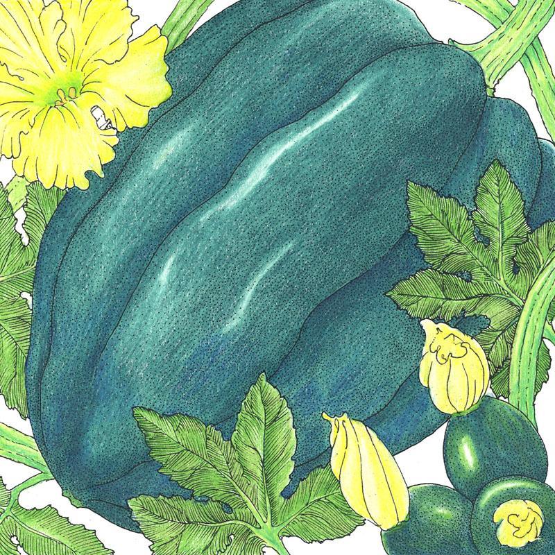 Organic Grow Organic Table Queen Acorn Winter Squash Seeds in a seed packet, ideal for planting vegetable gardens.