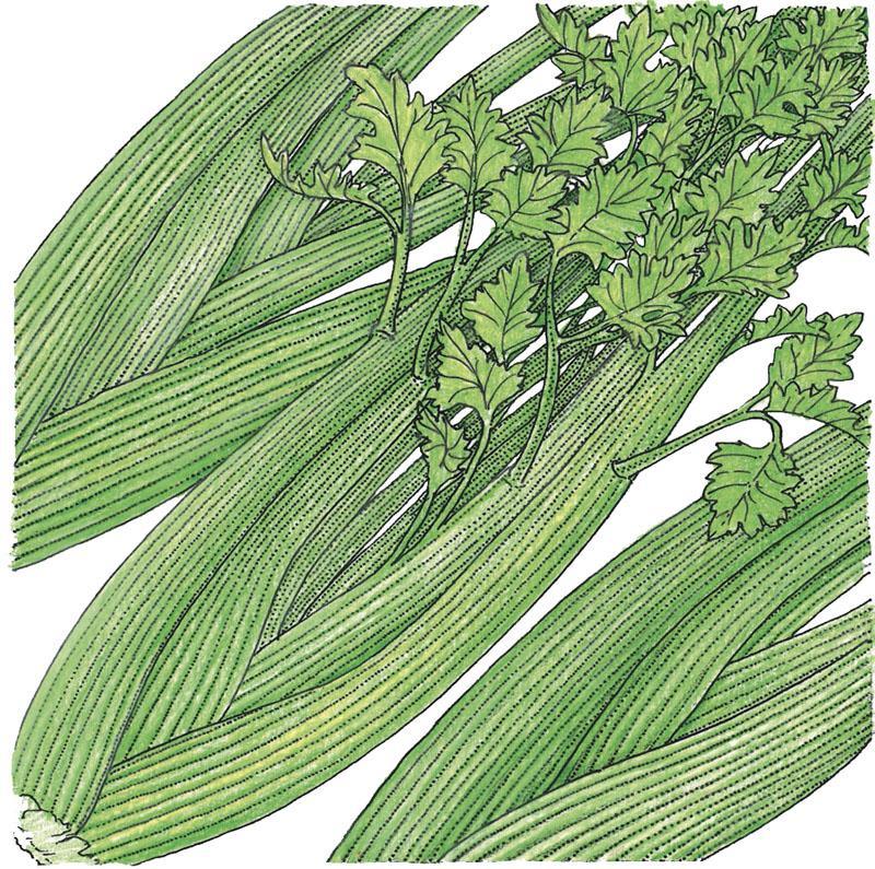 Organic Tall Utah Celery Seeds from Grow Organic, vegetable seeds pack showing fresh seed packet for planting celery.
