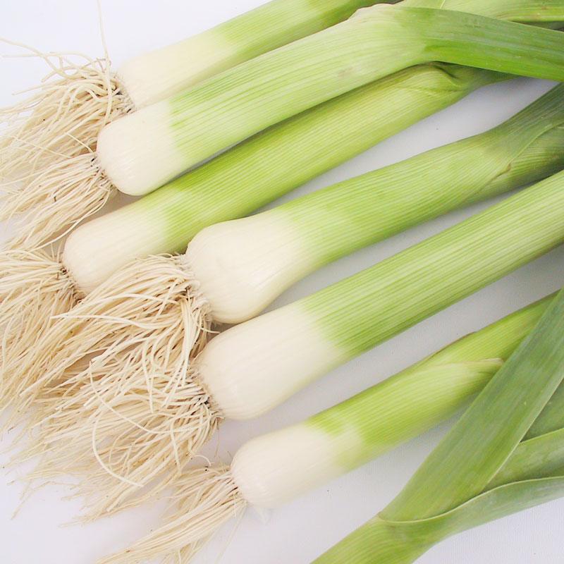 Organic Varna leek vegetable seeds by Grow Organic in a packet, ready for planting in vegetable gardens.