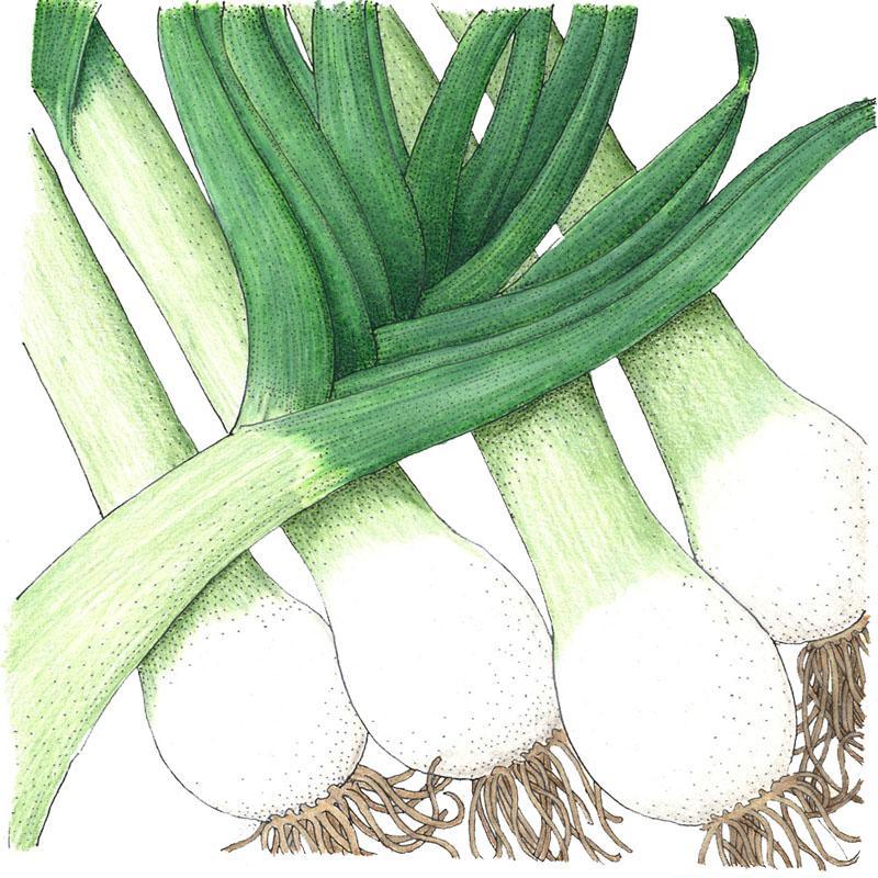 Organic Varna leek vegetable seeds by Grow Organic in a pack, ready for planting in your garden.