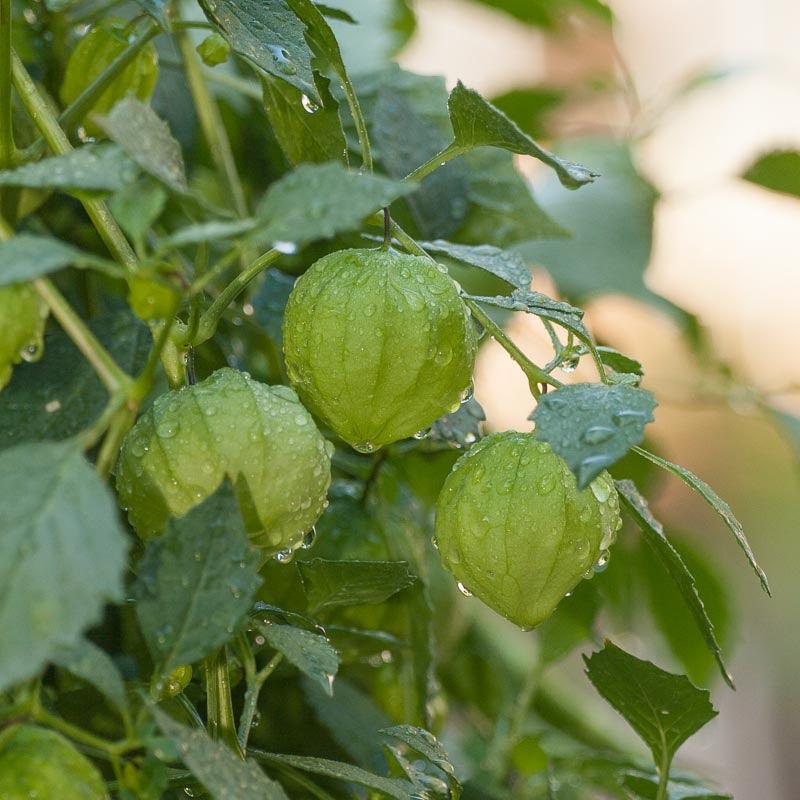Organic Verde Tomatillo Seeds from Grow Organic, fresh vegetable seeds for planting and gardening.