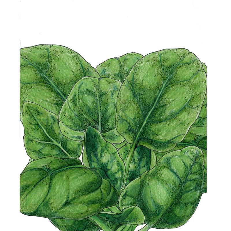 Organic Verdil Spinach Seeds from Grow Organic, fresh vegetable seeds ideal for home gardening and healthy eating.