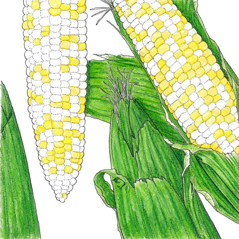Organic Who Gets Kissed Corn Seeds from Grow Organic, vegetable seed pack with vibrant corn kernels and green husks visible.
