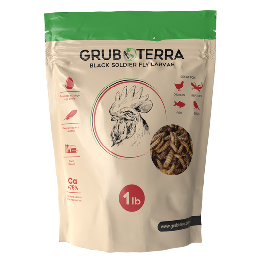 GrubTerra Dried Black Soldier Fly Larvae Feed sample in a clear bag, showcasing dried black soldier fly larvae for bird or reptile feed.