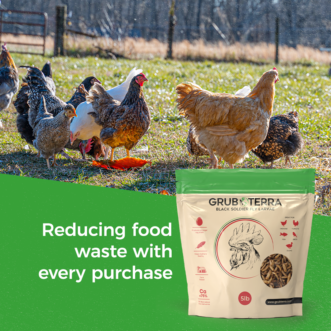GrubTerra Dried Black Soldier Fly Larvae feed in 5 lb package, natural protein source for poultry, fish, and reptiles.