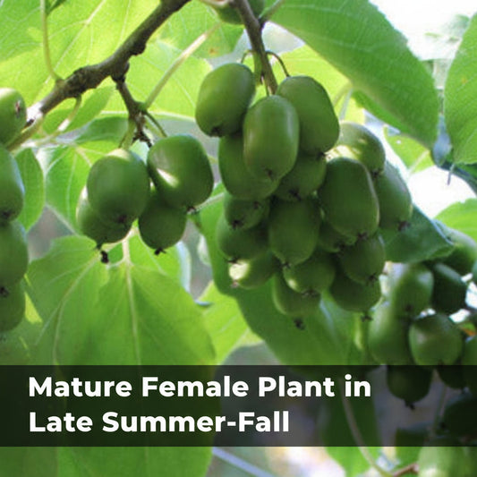 Hardy Kiwi Live Plants – Actinidia arguta – Anna Female & Meader Male – Edible Fruit Vine