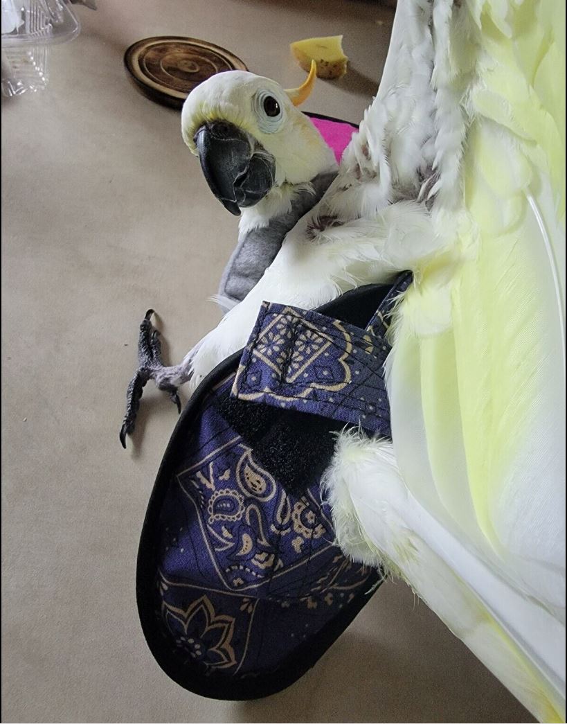 Hen Holster bird diaper and harness for chickens, ducks, pigeons, with removable vinyl liner for easy cleaning.