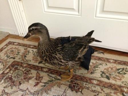 Henry Holster bird diaper and harness for pigeons, chickens, ducks, and geese with removable vinyl liner, made in the USA.