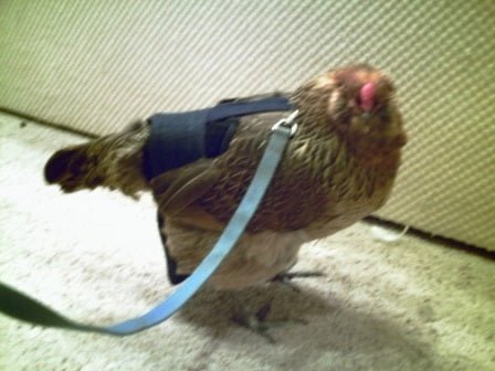 Hen Holster bird diaper and harness for pigeons, chickens, ducks, and geese with removable vinyl liner by Crazy K Farm Pet and Poultry.