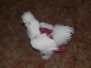 Hen Holster bird diaper harness for pigeons, chickens, ducks, and geese with removable vinyl liner, made in the USA by Crazy K Farm Pet.