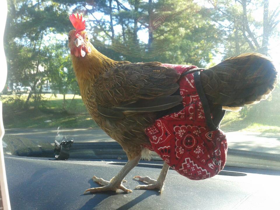 Crazy K Farm bird diaper and harness for pigeons, chickens, ducks, and geese with removable vinyl liner for easy cleaning.
