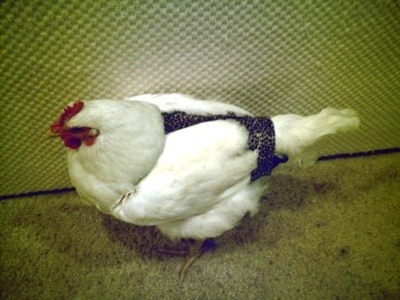 Crazy K Farm Pet and Poultry hen holster bird diaper harness with removable vinyl liner for pigeon, chicken, duck, and goose.