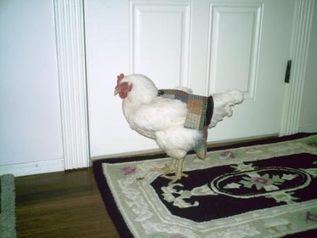 Crazy K Farm bird diaper and harness for pigeons, chickens, and ducks with removable vinyl liner, made in the USA.