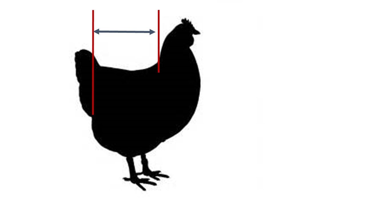Crazy K Farm bird diaper and harness for chickens, ducks, pigeons, and geese with removable vinyl liner, made in the USA.