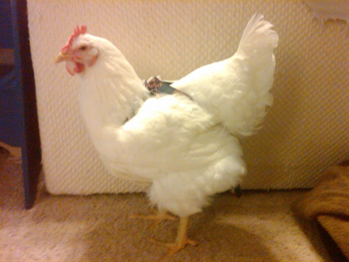 Hen Holster bird diaper and harness for pigeons, chickens, ducks, and geese with removable vinyl liner by Crazy K Farm Pet and Poultry