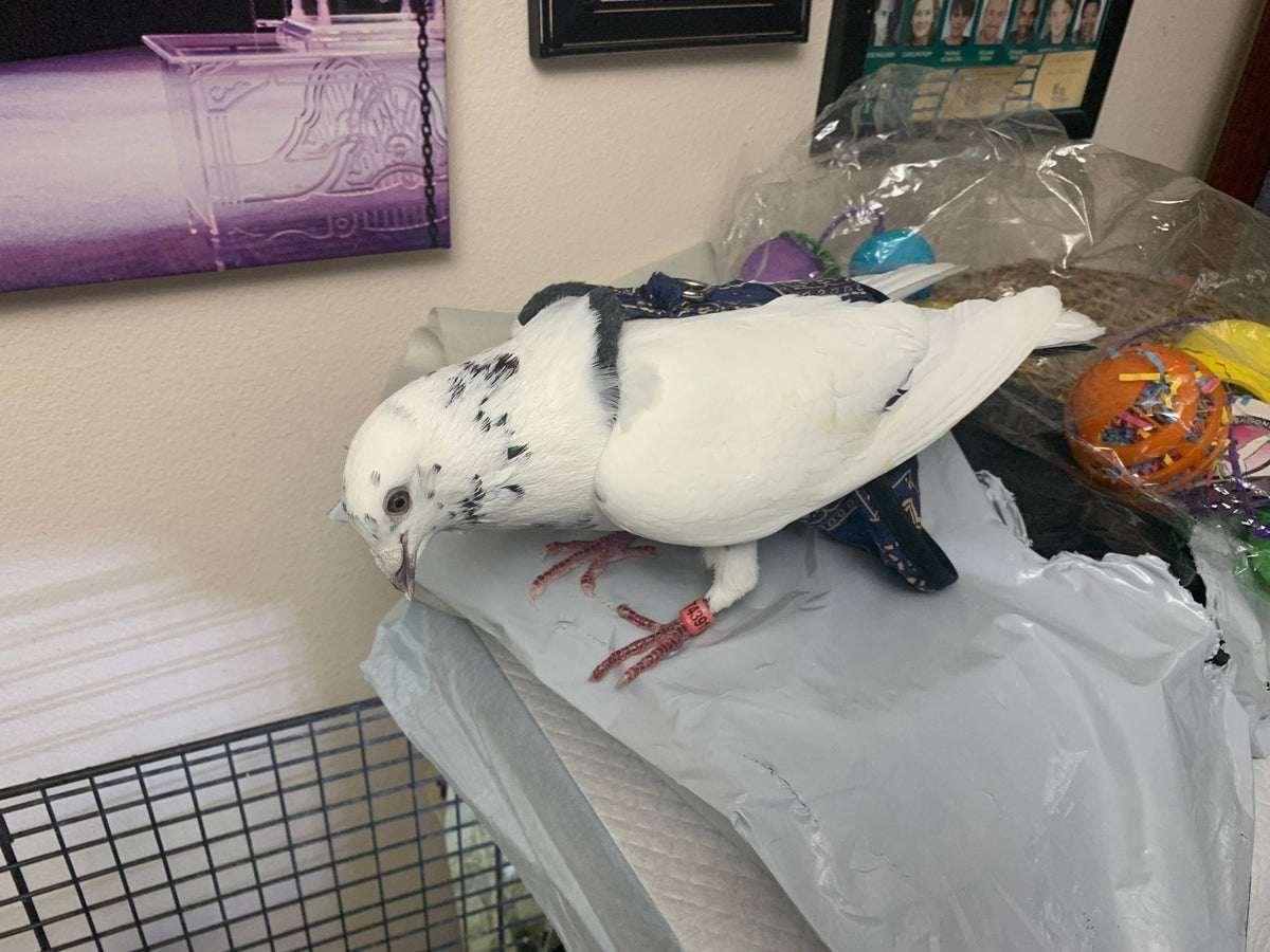 Bird diaper and harness for pigeons, chickens, ducks, and geese by Crazy K Farm with removable vinyl liner, made in the USA.