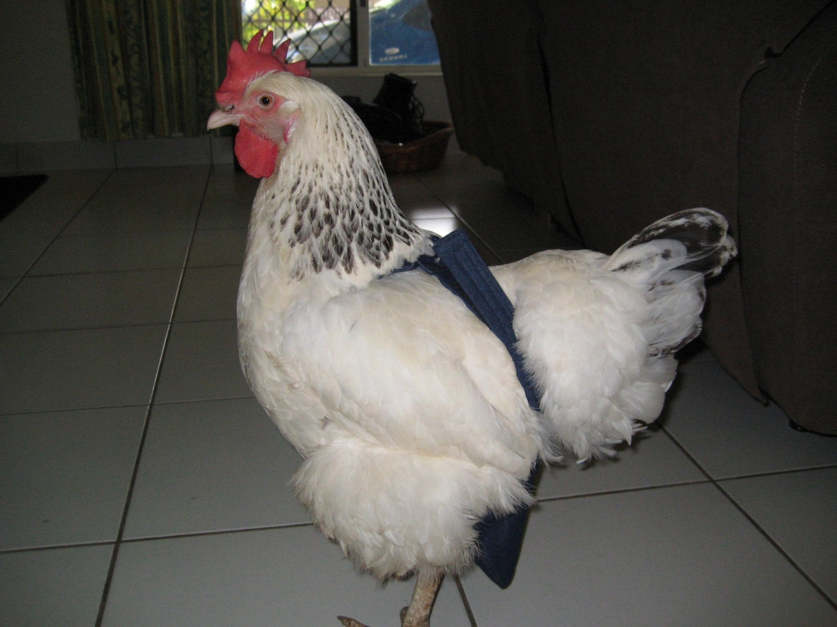 Crazy K Farm Pet and Poultry hen holster bird diaper for pigeons, chickens, ducks, and geese with removable vinyl liner.