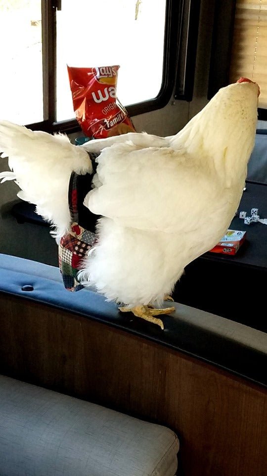 Hen Holster bird diaper and harness for chickens, ducks, pigeons, and geese with removable vinyl liner by Crazy K Farm Pet and Poultry.