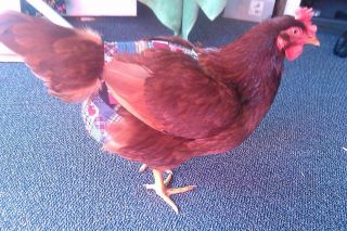 Crazy K Farm bird diaper and harness for pigeons, chickens, ducks, and geese with removable vinyl liner, made in the USA.
