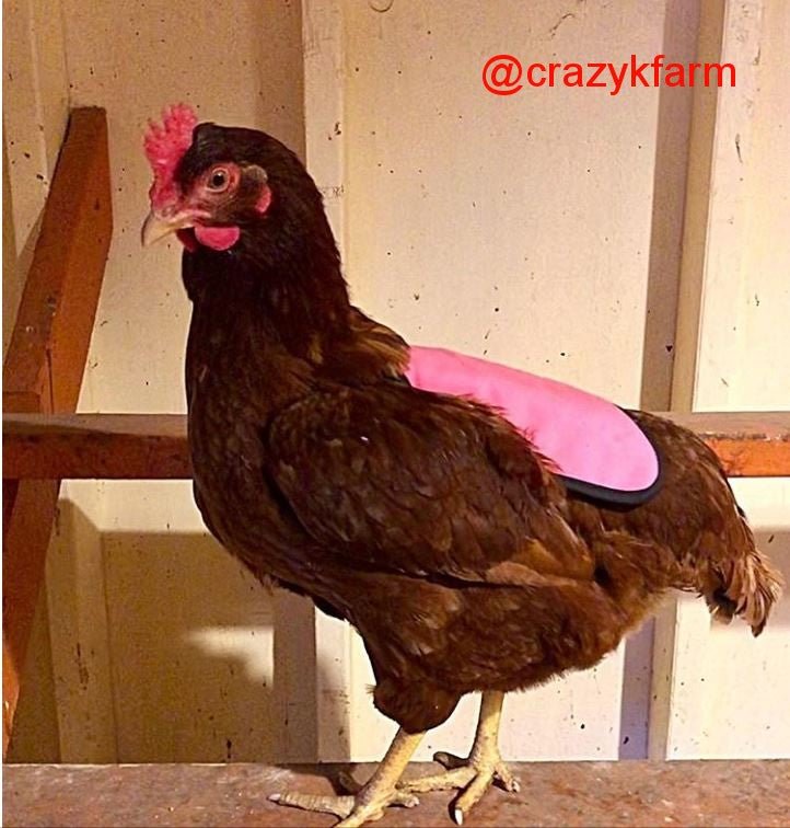 Crazy K Farm Pet and Poultry hen saddle, a USA-made chicken apron for hens, designed to protect feathers and prevent pecking.