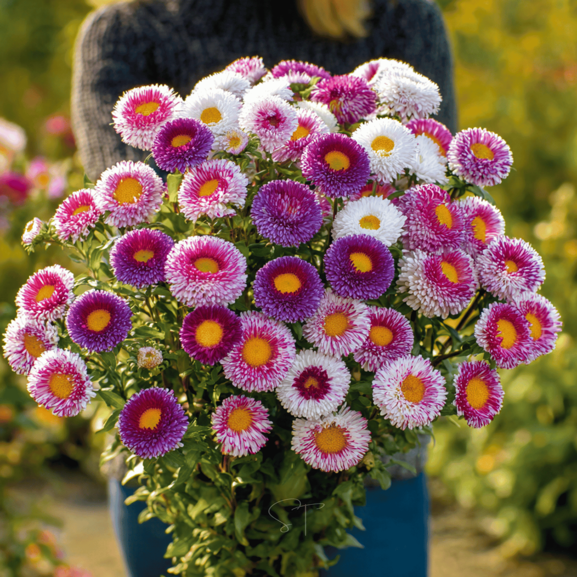 Packet of Hi-No-Maru Pompon Aster seeds from Southern Seeds, showing colorful flower seeds for garden planting.