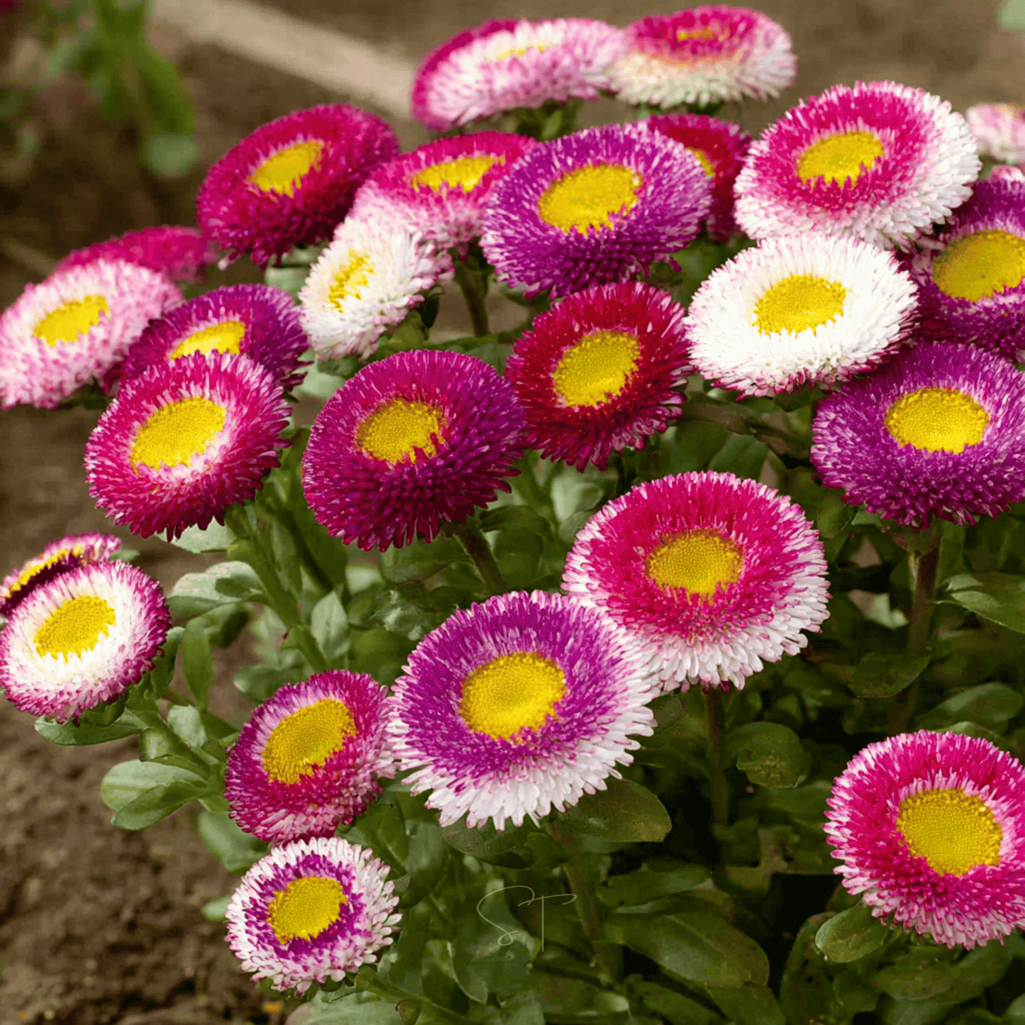 Hi-No-Maru Pompon Aster seeds packet from Southern Seeds, featuring bright, compact flower blooms for garden planting.