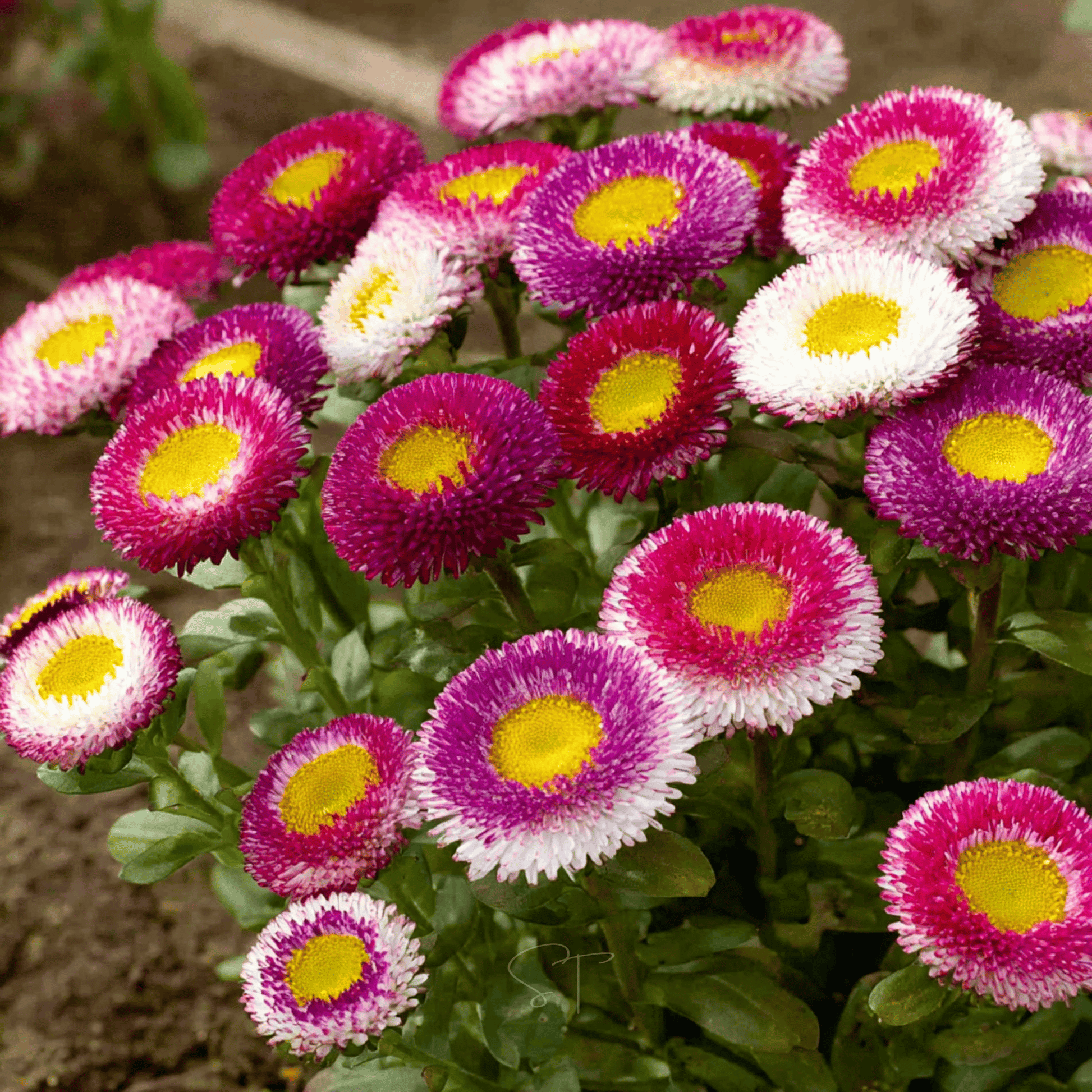 Hi-No-Maru Pompon Aster seeds packet from Southern Seeds, featuring bright, compact flower blooms for garden planting.