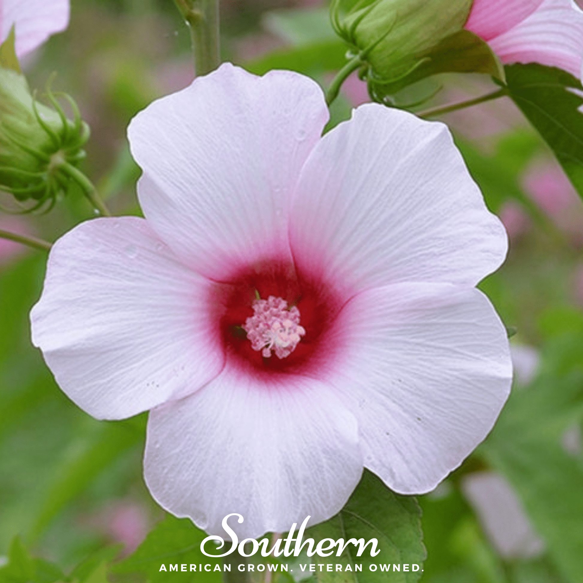 Rose Mallow Hibiscus plant with vibrant pink flowers, 25 seeds from Southern Seeds for planting and garden beautification.