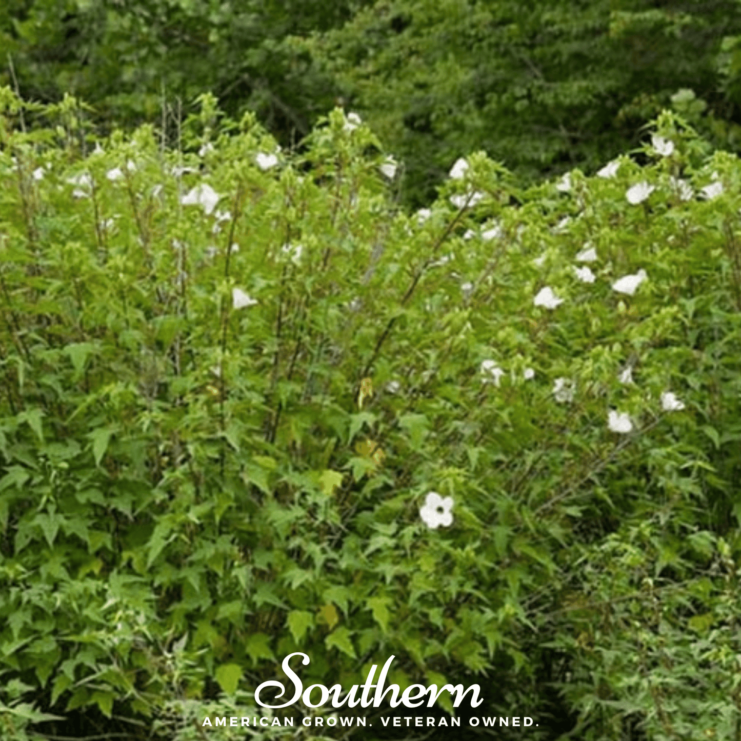 Rose Mallow Hibiscus plant with vibrant pink flowers, 25 seeds from Southern Seeds for planting and gardening.