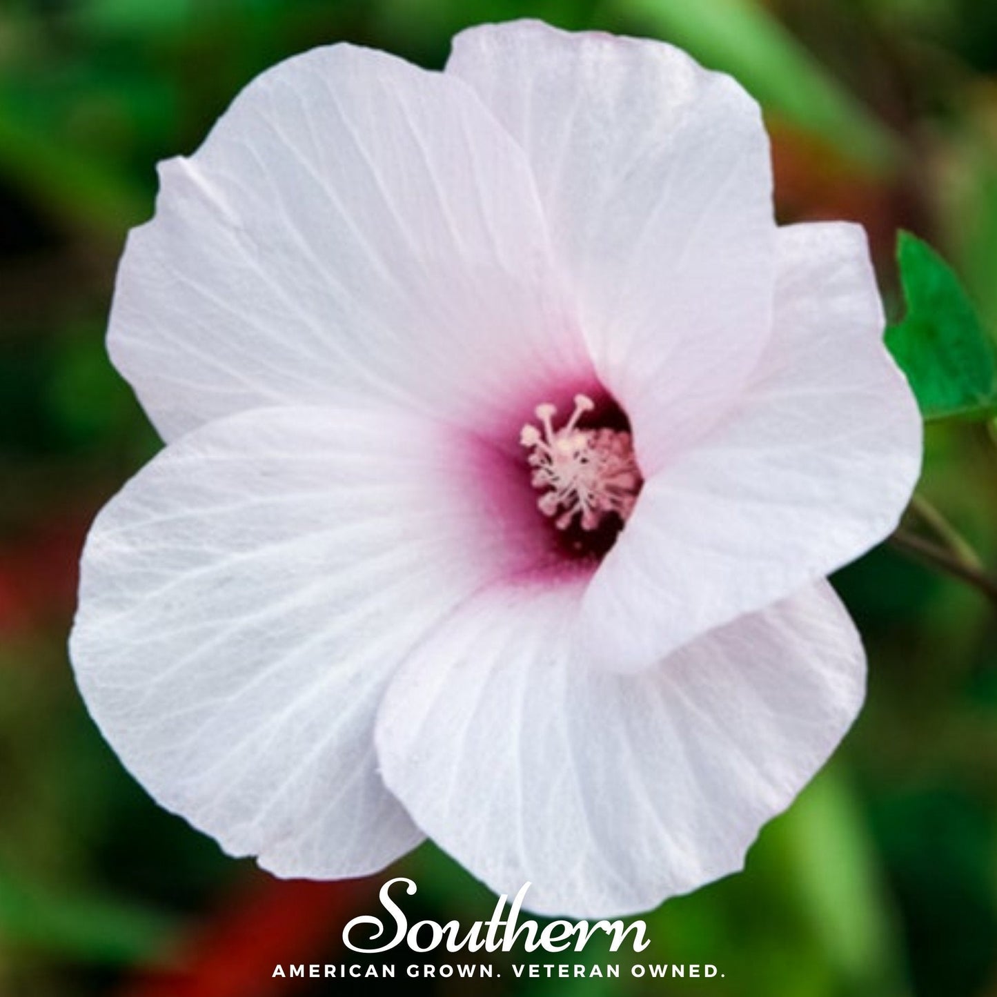 Rose Mallow Hibiscus plant with vibrant pink flowers and lush green leaves, from Southern Seeds, 25 seed packets.