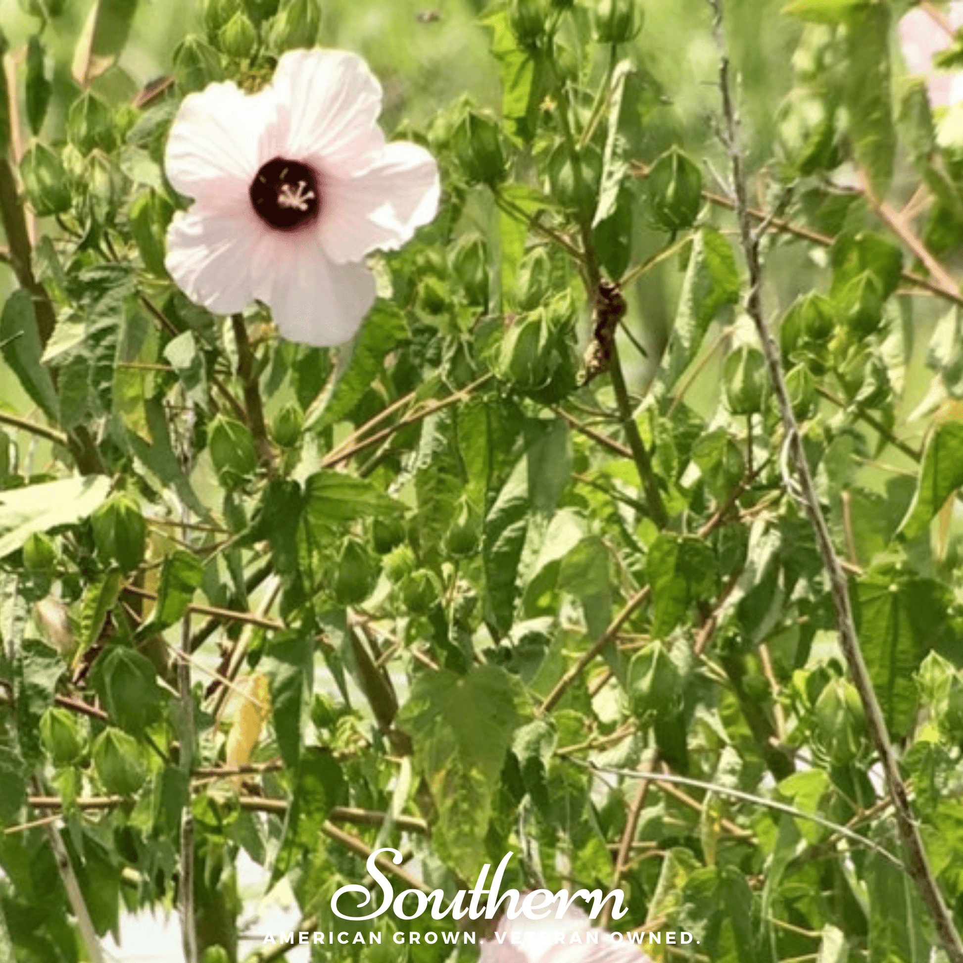 Rose Mallow Hibiscus plant with vibrant pink flowers, 25 seeds from Southern Seeds for planting and garden growth.