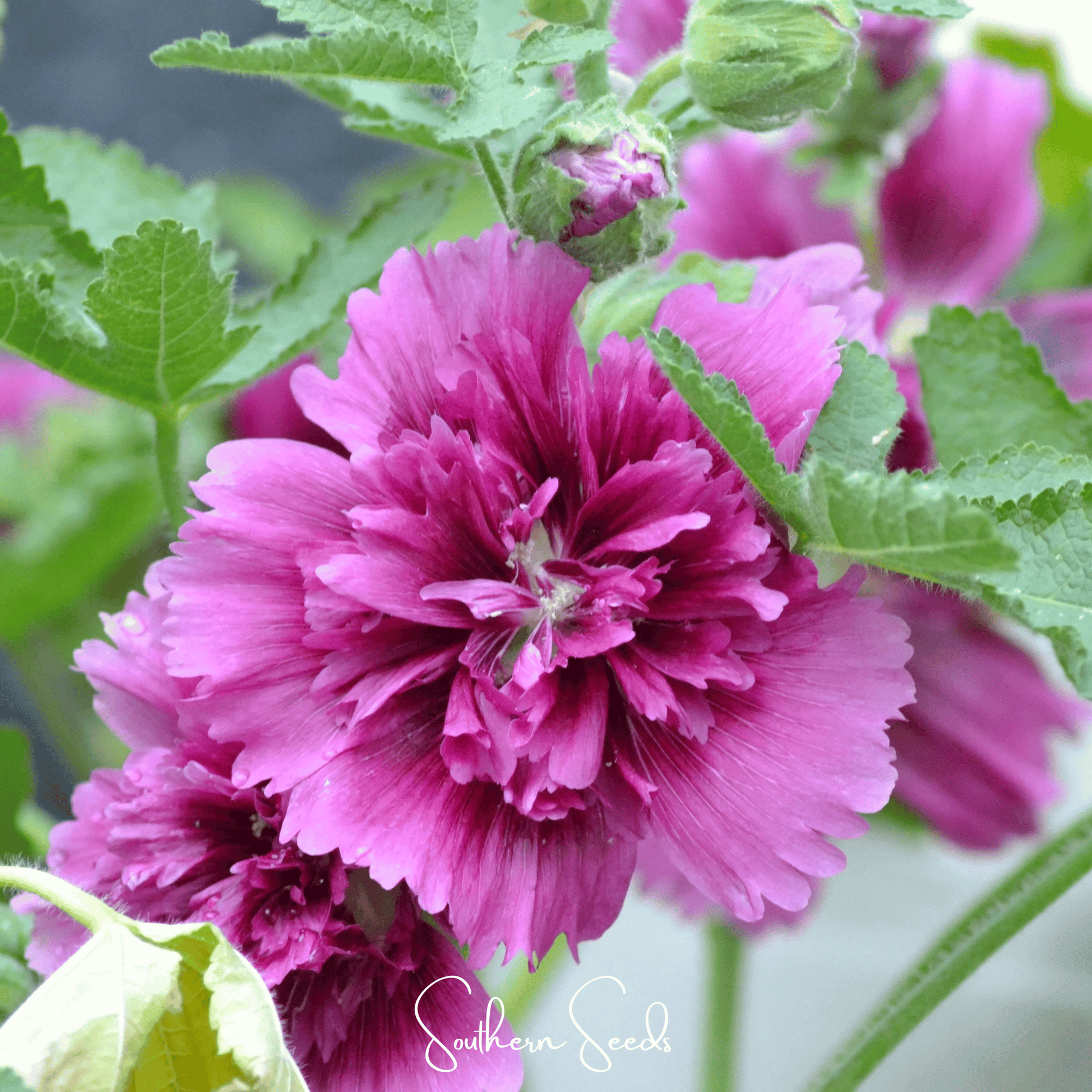 Queeny Purple Hollyhock seeds from Southern Seeds, showing vibrant purple hollyhock flowers and green foliage.