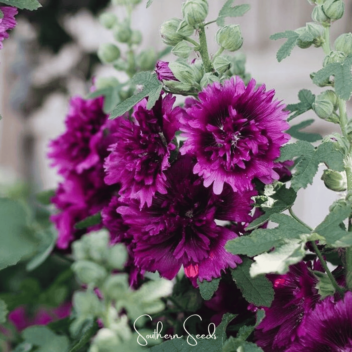 Queeny Purple Hollyhock seeds from Southern Seeds, close-up of vibrant purple hollyhock flowers and seed packet.