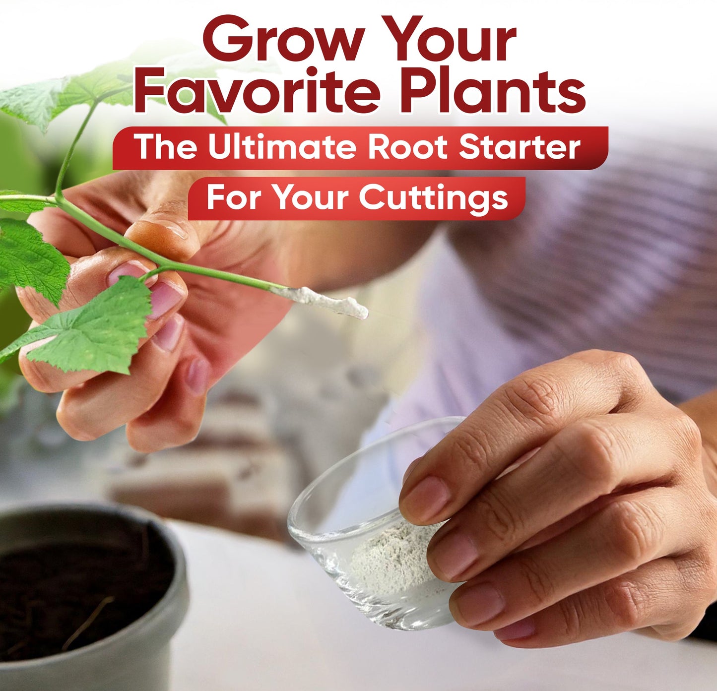 HORMEX Rooting Powder #1 in 3/4 oz. bottle, a plant supplement for delicate houseplants, herbs, and succulent cuttings.