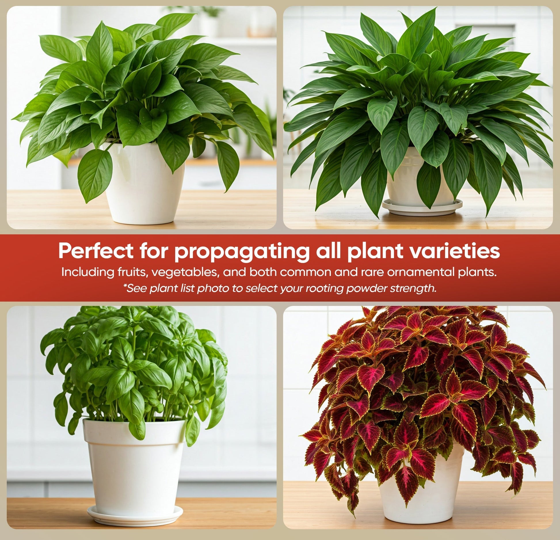 HORMEX Rooting Powder #1 in 3-4 oz bottle, plant supplement for delicate houseplants, garden herbs, and succulent cuttings.