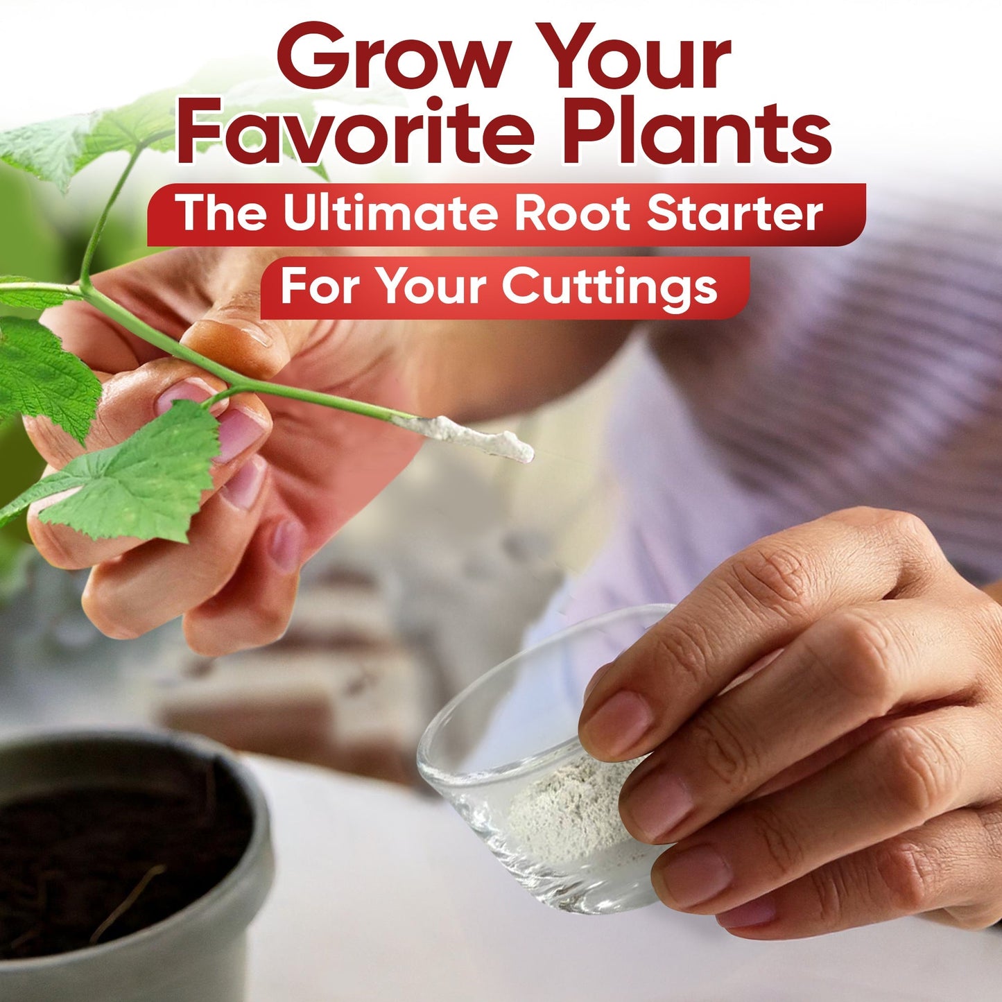 HORMEX Rooting Powder #3 in a 4 oz bottle, used as a plant rooting hormone for home and garden plant cuttings.