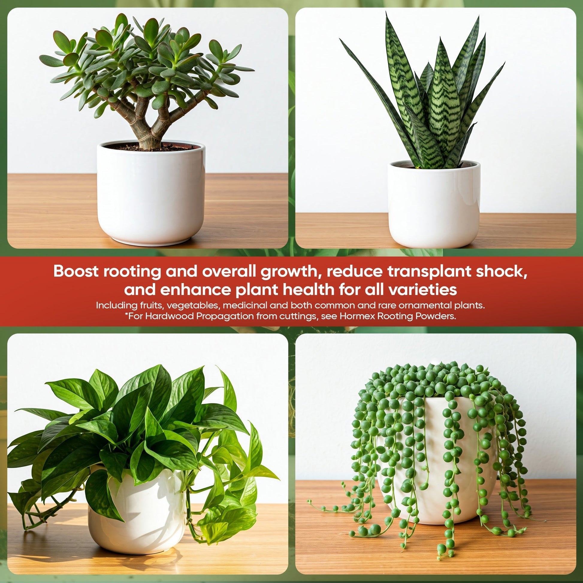 HORMEX Plant Supplements: 4 oz. Rooting Hormone Concentrate with B1, promotes root growth, prevents transplant shock, for garden and houseplants.