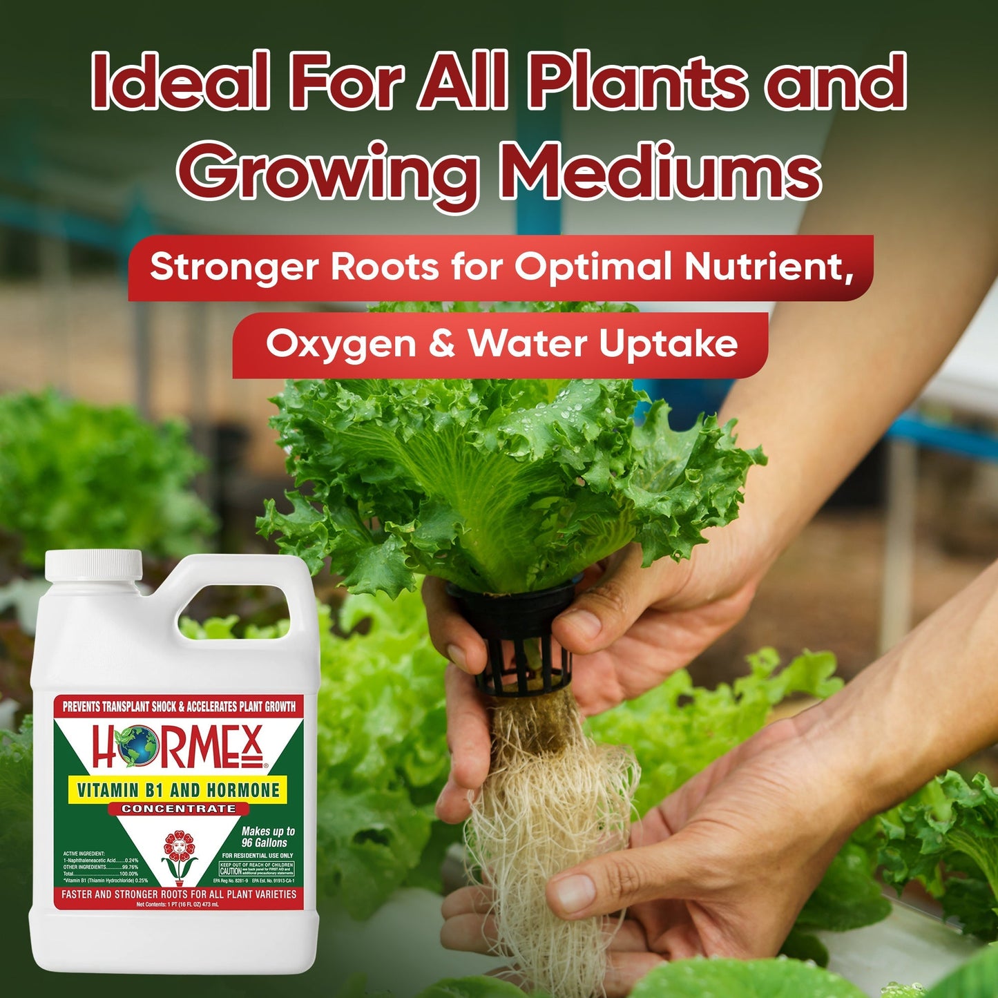 HORMEX Rooting Hormone Concentrate with B1 for plant root growth, suitable for houseplants, gardens, trees, fruits, and vegetables.