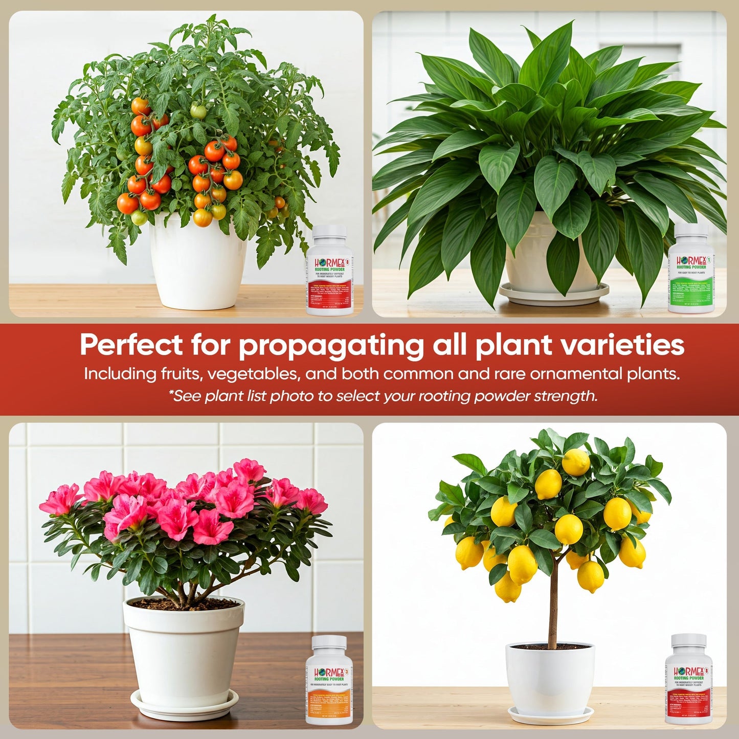 HORMEX Rooting Powder Pack for houseplants, medicinal plants, and tree cuttings, used as a rooting hormone for plant propagation.