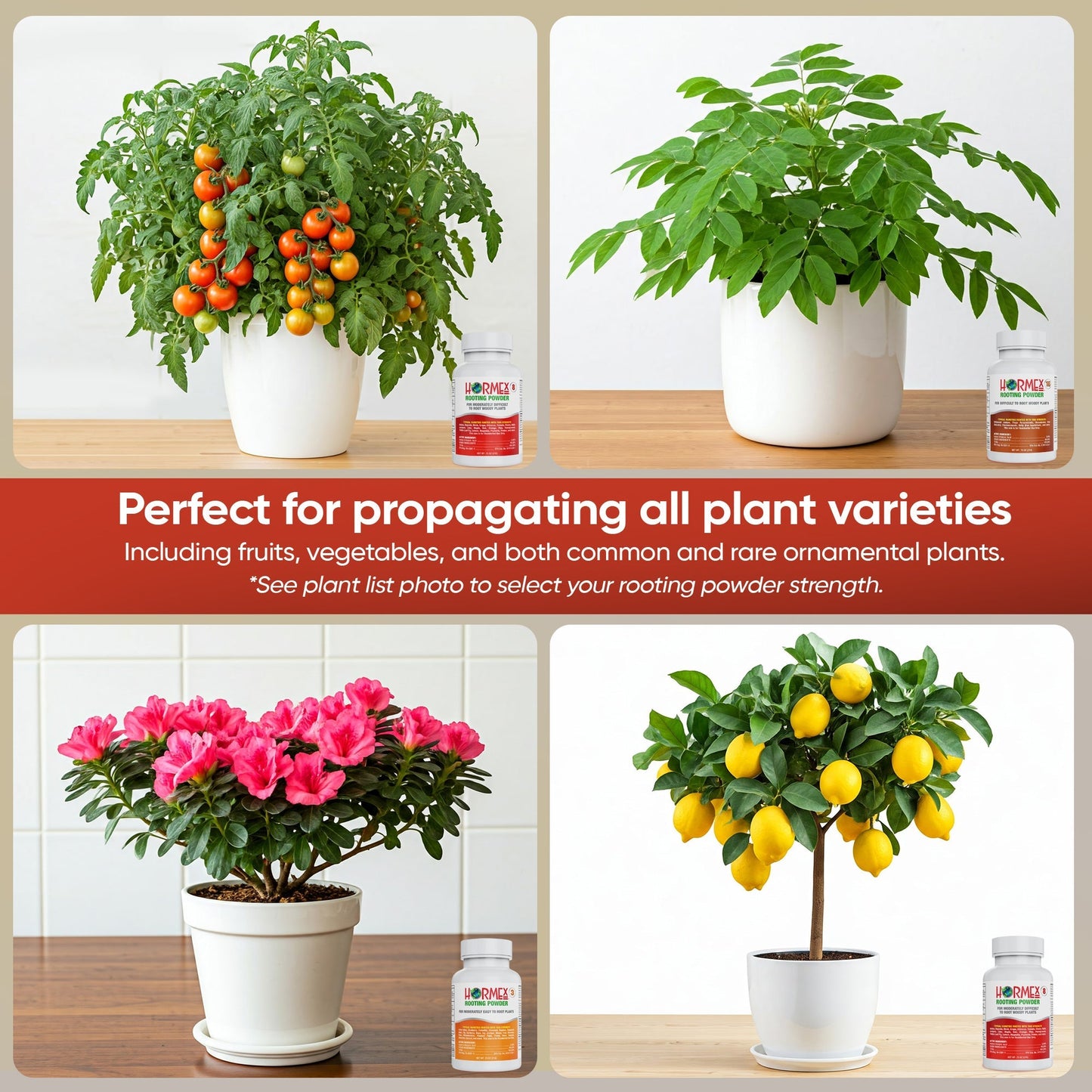 Hormex Rooting Powder packs for plant cuttings, including hardwood, medicinal, and garden plants, with plant supplement branding.