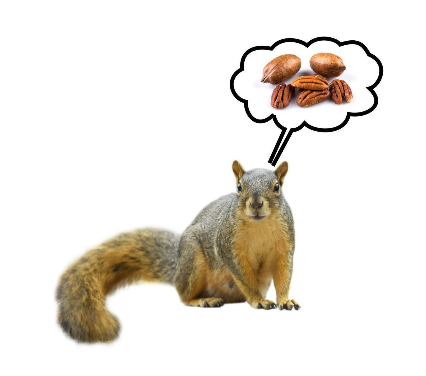 Premium squirrel food mix with nuts and seeds from Horne Pecan Company, featuring a variety of natural nuts and seeds for wildlife.