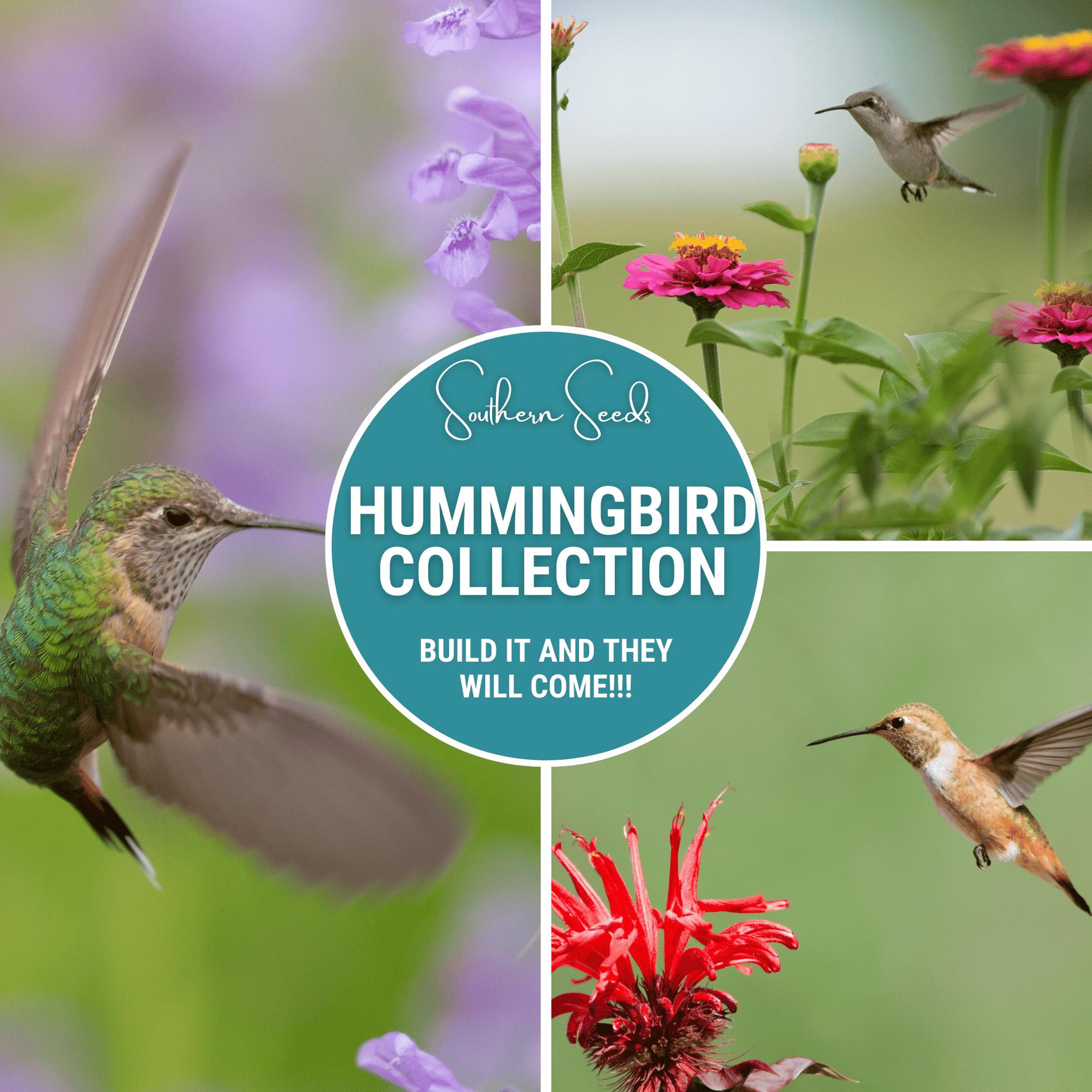Hummingbird Garden Seed Collection by Southern Seeds showing packets of 10 bird-friendly flower seed varieties for gardens